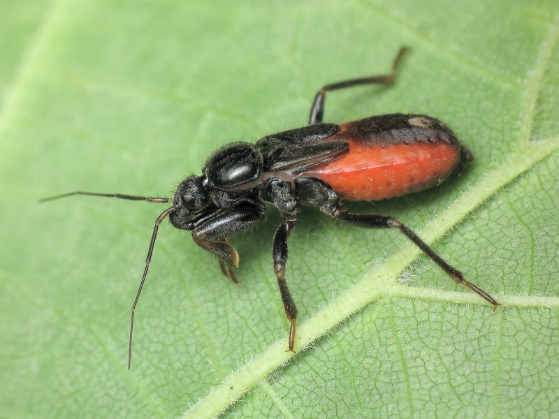 Peirates hybridus (Scopoli, 1763)